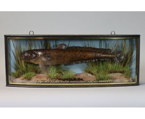 A TAXIDERMY BURBOT EEL, preserved by J. Cooper &amp; Sons of London, displayed in glazed ebonised bow-font case with gilt ins