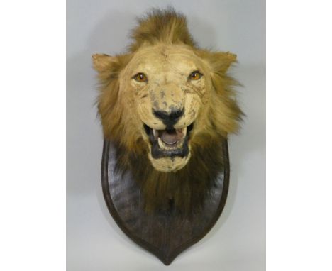 A TAXIDERMY LION HEAD BY ROWLAND WARD, mounted on a shield-shaped wooden plaque, with impressed initials “R. W.”, &amp; remai