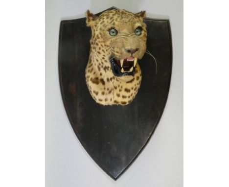 A TAXIDERMY INDIAN LEOPARD HEAD BY VAN INGEN &amp; VAN INGEN, mounted on an ebonised shield-shaped plaque, impressed marks “V