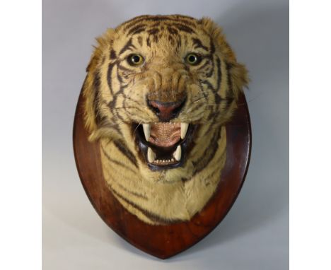 A TAXIDERMY BENGAL TIGER HEAD BY THEOBALD BROS., mounted on a shield-shaped wooden plaque with metal tablet to reverse: “THEO