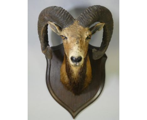 A TAXIDERMY MOUFLON RAM HEAD by ROWLAND WARD, mounted on an oak shield-shaped plaque, impressed with initials “R. W.” to reve