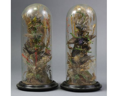 A pair of late Victorian taxidermy groups of exotic birds, mounted amongst grasses, on ebonised circular plinths, &amp; under