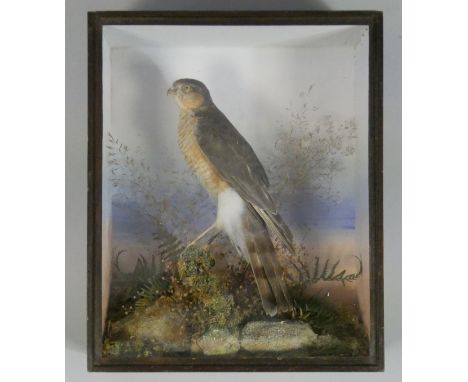 A late 19th/early 20th century taxidermy Sparrowhawk, mounted in a naturalistic setting &amp; displayed in glazed oak rectang