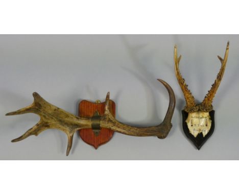 A German Roe Deer skull plate with three-point antlers, inscribed indistinctly, mounted to a shield-shaped plaque, inscribed 