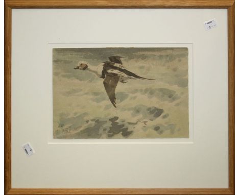 Richard Barrett Talbot Kelly (1896-1971)Long Tailed Duck, watercolour, signed lower left, 19 x 28.5cm. Wildlife Art Gallery l