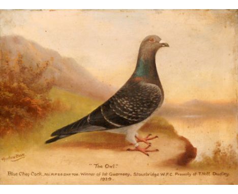 ANDREW BEER (1862-1954) - Portrait of a racing pigeon 'The Owl', oil on canvas, signed and dated 1929, framed, 30.5cm x 40.5c
