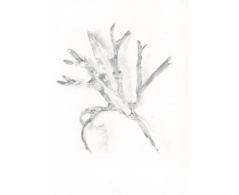 
	
		Hannah Downing
		Seaweed, Silverpoint, January 2021
		Silverpoint on Prepared Paper
		Signed verso
		10 x 15cm (3¾ x 5¾ 