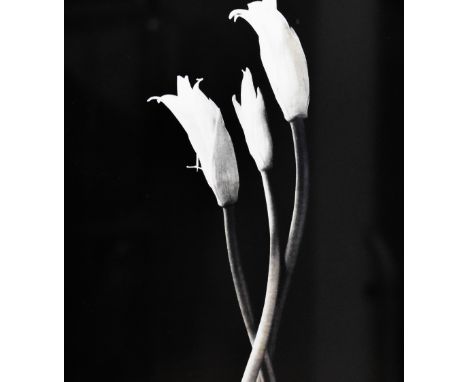 Artist unknown, pair of black and white giclée printed photographs depicting delicate flowers, within black and silver colour