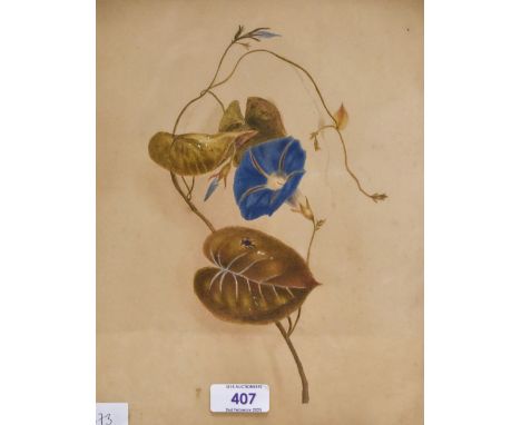 Two 19th century botanical studies, watercolour 'Morning Glory' and 'Magnoia' unsigned, within a moulded giltwood and gesso f