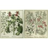 Besler, Basilius. 1561 - Nürnberg - 1629