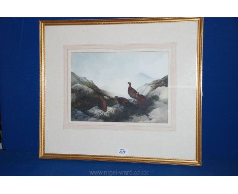 A framed and mounted Berrisford Hill Print of Grouse on a snowy mountain top.  21 1/4'' x 18 1/2''