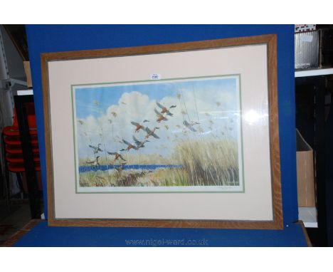 A framed and mounted Peter Scott print of Ducks taking flight, dated 1934, 32'' x 24''.