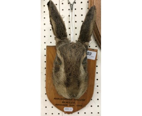 A taxidermy stuffed and mounted Hare mask on light oak shield-shaped mount, bearing inscription "Marlborough College Beagles 