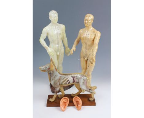 Two soft vinyl male acupuncture models together with a mounted K-9 acupuncture model, a quantity of model ears and a related 
