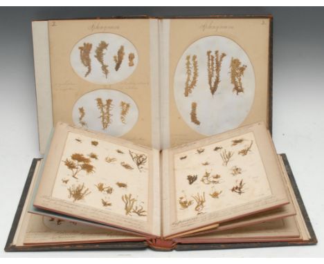 Botany - British Mosses, two-volume set of 19th century Victorian herbariums, [n.d, c. 1860], each album comprising 25pp and 