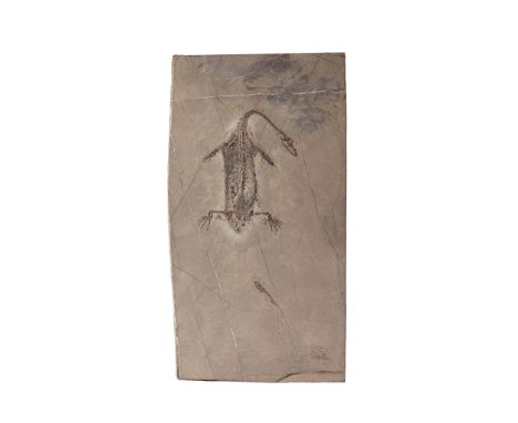 KEICHOUSAURUS FOSSIL PLAQUE  CHINA, TRIASSIC PERIOD, 230 MILLION YEARS BP a finely preserved Keichousaurus , set within a sla