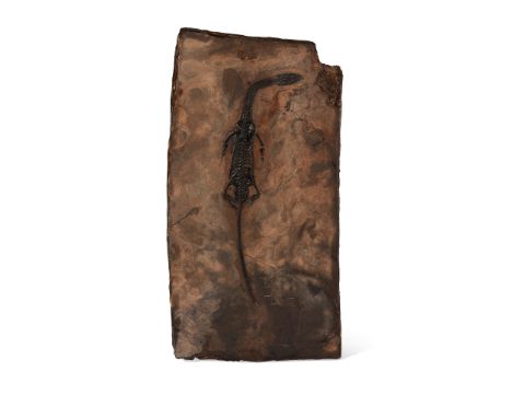 KEICHOUSAURUS FOSSIL PLAQUE CHINA, TRIASSIC PERIOD, 230 MILLION YEARS BP finely preserved Keichousaurus hui , set within a sl