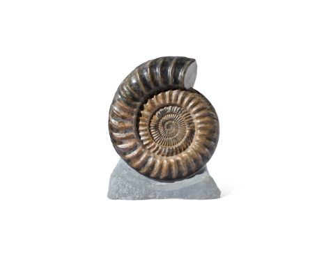GIANT ARIETITES AMMONITE  JURASSIC COAST, UNITED KINGDOM, JURASSIC PERIOD, 180 MILLION YEARS BP carved and polished, sitting 