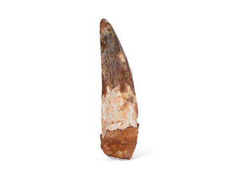 LARGE SPINOSAURUS TOOTH MOROCCO, CRETACEOUS PERIOD, 110 MILLION YEARS BP a well preserved specimen including the root (Dimens