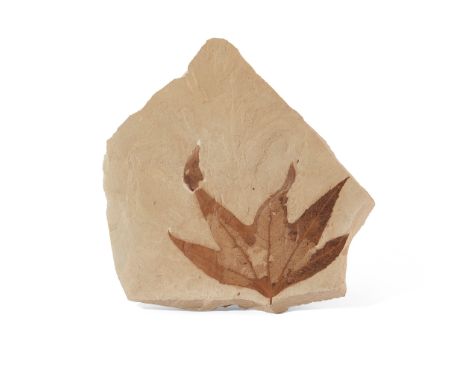 FOSSIL SYCAMORE LEAF GREEN RIVER, WYOMING, EOCENE PERIOD, 50 MILLION YEARS BP in a superb state of preservation, with minute 