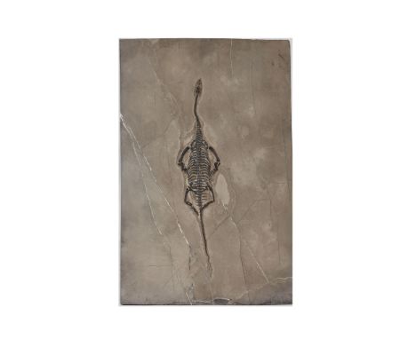 KEICHOUSAURUS FOSSIL PLAQUE CHINA, TRIASSIC PERIOD, 230 MILLION YEARS BP a finely preserved Keichousaurus hui , set within a 