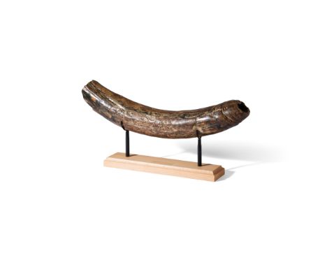 MAMMOTH TUSK NORTH SEA, PLEISTOCENE PERIOD, 50,000 YEARS BP Mammuthus primigenius with wooden mount (Dimensions: 44.5cm long)