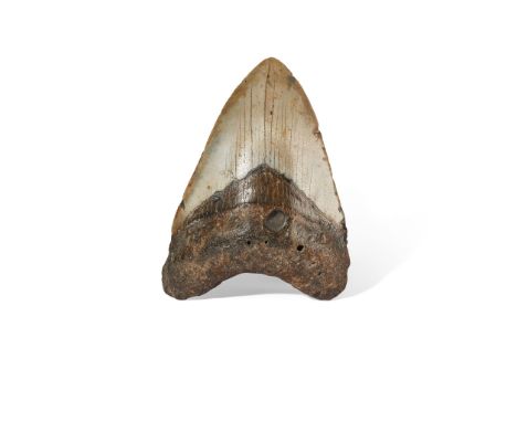 MEGALODON TOOTH SOUTH CAROLINA, MIOCENE PERIOD, 15 MILLION YEARS BP a single specimen from Carcharocles megalodon (Dimensions