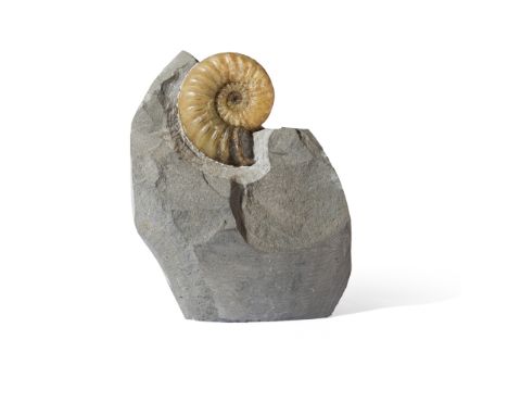 ASTEROCERAS AMMONITE  JURASSIC COAST, UNITED KINGDOM, JURASSIC PERIOD, 180 MILLION YEARS BP preserved in yellow calcite which