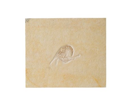 FOSSIL SHRIMP SOLNHOFEN, GERMANY, JURASSIC PERIOD, 150 MILLION YEARS BP of the species Aeger , set within a limestone matrix 