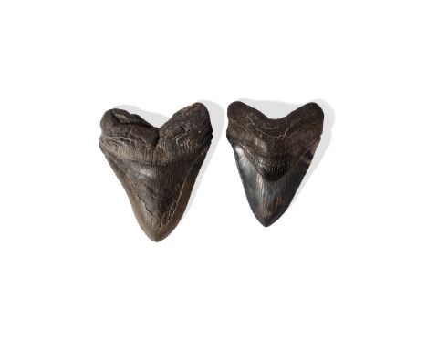 PAIR OF MEGALODON TEETH SOUTH CAROLINA, MIOCENE PERIOD, 15 MILLION YEARS BP a pair of teeth from Carcharocles megalodon, one 