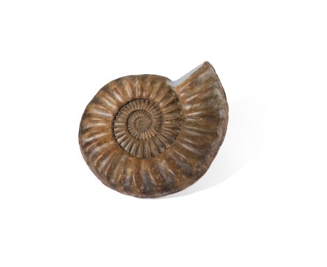 LARGE AMMONITE  UNITED KINGDOM, JURASSIC PERIOD, 200 MILLION YEARS BP spiral form with a ribbed shell of deep brown colour (D