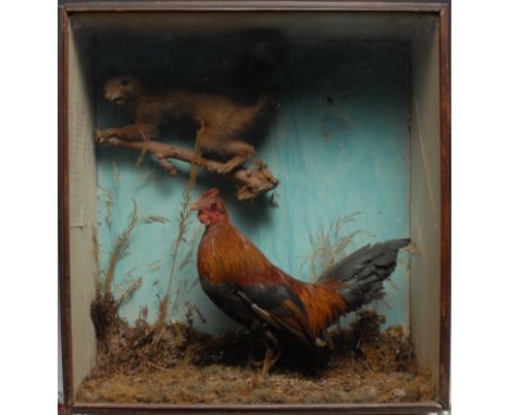 Taxidermy - a Victorian diorama, comprising a squirrel and a bantam cockerel, naturalistically mounted, the glazed ebonised c