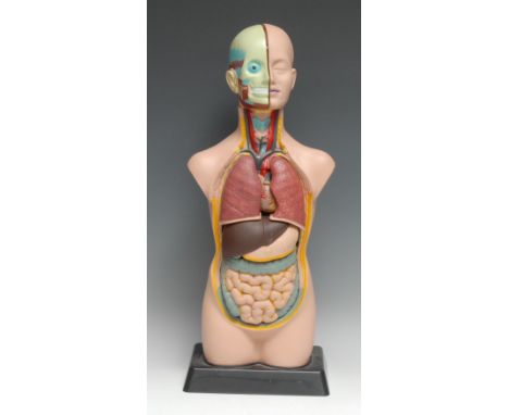 Medical - a didactic teaching model torso, showing digestive system and internal organs, the head bisecting to show the brain