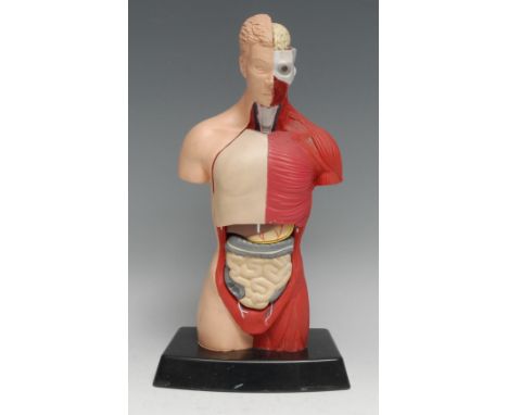 Medical - a rubber didactic anatomical model, of a male torso, enclosing its organs, 26.5cm high 