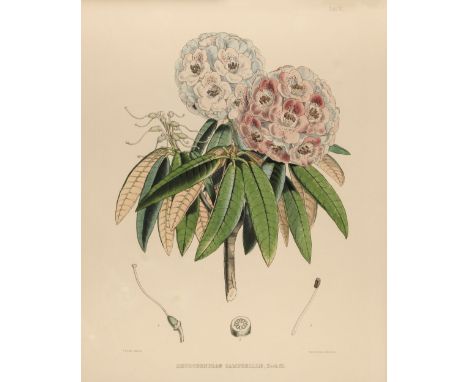 * Hooker (Joseph Dalton). Two lithographs of Rhododendrons: Rhododendron Campbelliae &amp; Rhododendron Lancifolium, original