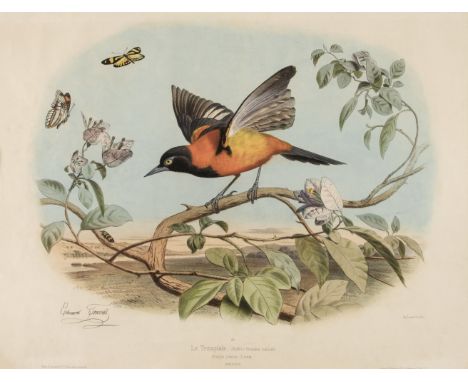 * Travies (Edouard, 1809-1865). Le Troupiale (Buffon), Grandeur naturelle, Oriolus icterus (Linné), Amérique, circa 1857, fin