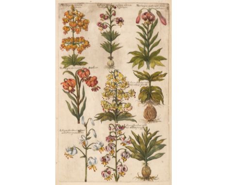 * De Bry (Johann Theodor, 1561-1623). Twenty-seven Botanical Engravings, originally published in Florilegium Renovatum et Auc