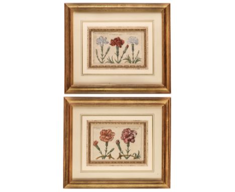 * Van der Passe (Crispin). Pair of Engravings of Carnations [1614 - 16], two hand-coloured botanical engravings, each approxi