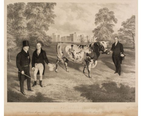 * Gauci (Maxim, 1774-1854). Portrait of a Shorthorned Bull, after J. H. Carter, 1836, lithograph by Gauci after J. H. Carter,