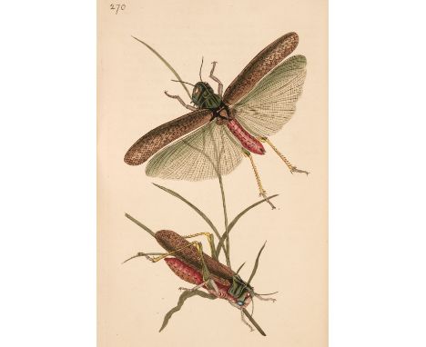 Donovan (Edward). The Natural History of British Insects; Explaining them in their several states, with the periods of their 