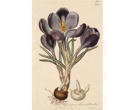 * Curtis (Samuel). A collection of approximately 220 botanical engravings, early 19th-century, engravings with contemporary h