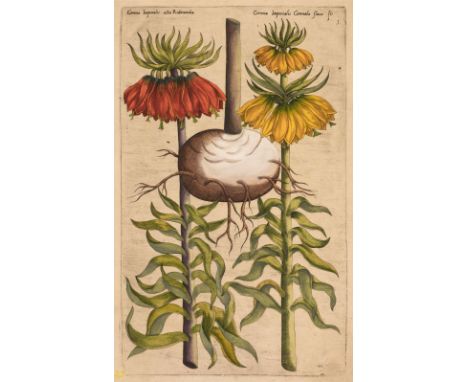 * Sweert (Emanuel, 1552-1612). Fifteen Botanical Engravings [1612 or later], hand-coloured engravings, each approximately 335