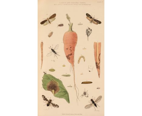 Curtis (John). Farm Insects: Being the natural history and economy of the insects injurious to the field crops of Great Brita