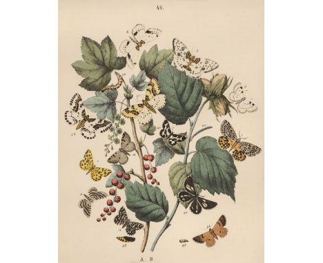 * Natural History. A collection of approximately 120 prints, 19th &amp; early 20th century, lithographs and prints of birds, 