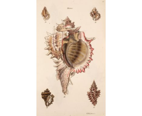Sowerby (George Brettingham). The Conchological Illustrations, London: Sowerby, 1841, 200 hand-coloured engraved plates (comp