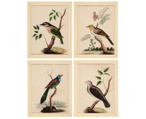 * Company School. Exotic Birds, five watercolours on wove paper (one watermarked, Monckton, Kent), heightened with gum arabic