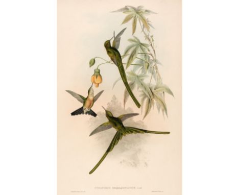 * Gould (John, 1804-1881). Fifteen lithographs of Humming Birds: Coeligena Typica, Selasphorus Rufus, Selasphorus Scintilla, 