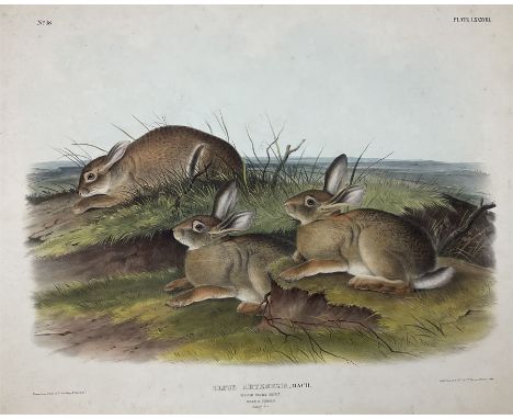 John James Audubon (American 1785-1851): 'Lepus Artemisia Bac - Worm Wood Hare (Male &amp; Female Natural Size)', Plate 88 fr