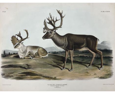 John Woodhouse Audubon (American 1812-1862): 'Tarandus Furcifer Agassiz - Caribou or American Rein-Deer (Males - 1. Summer Pe
