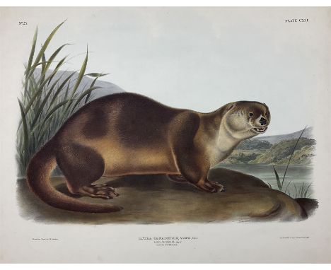 John Woodhouse Audubon (American 1812-1862): 'Lutra Canadensis Sabine Var - Lataxina Millis Gray - Canada Otter (Male)', Plat